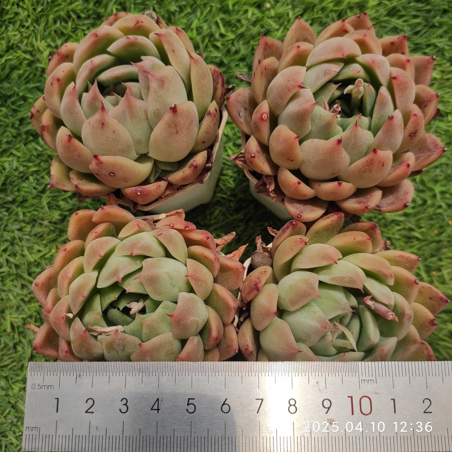 NGN136 ビーテル x ピンク ザラーゴーサー(7cm pot)