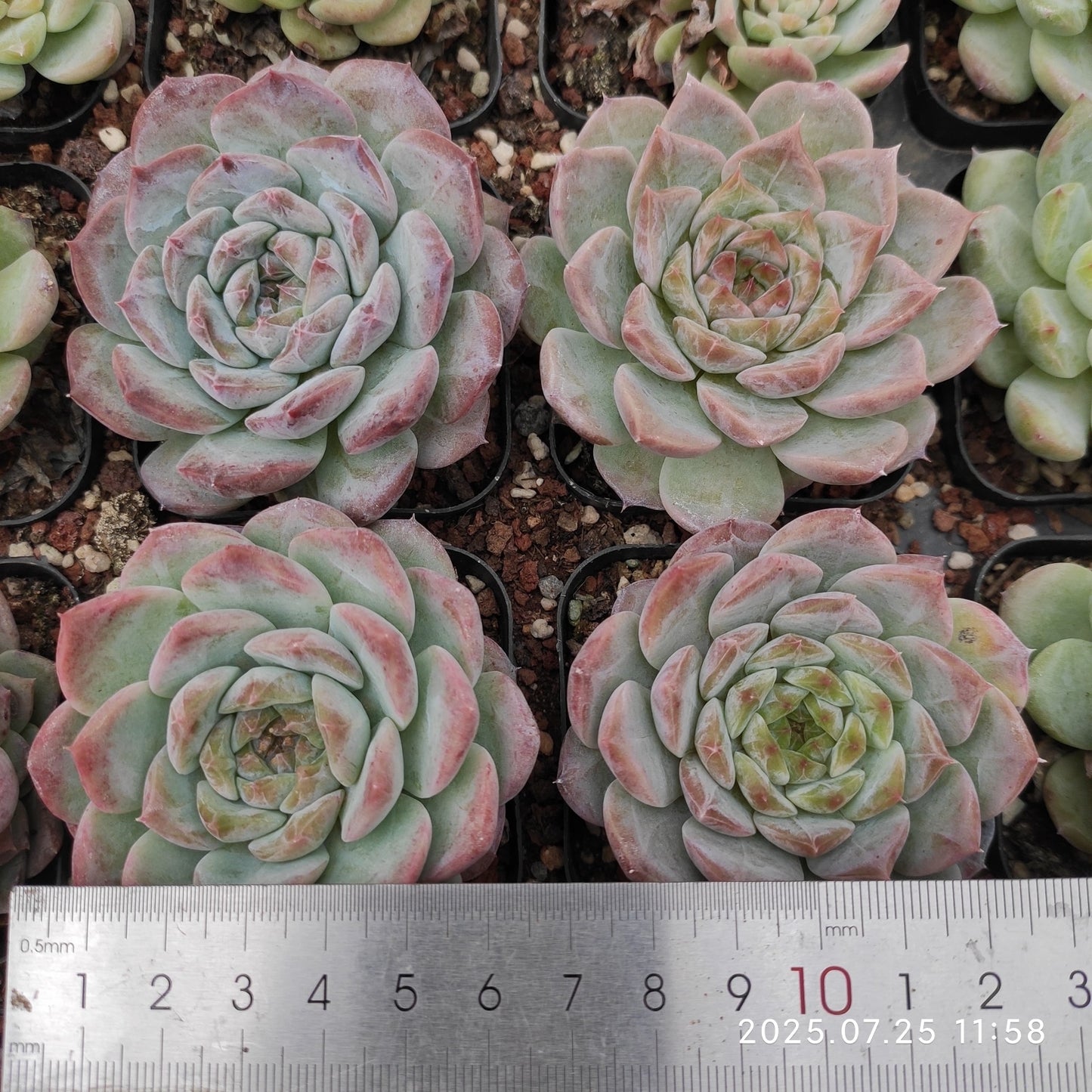 NGN782 アイススピリット(6.5cm pot)