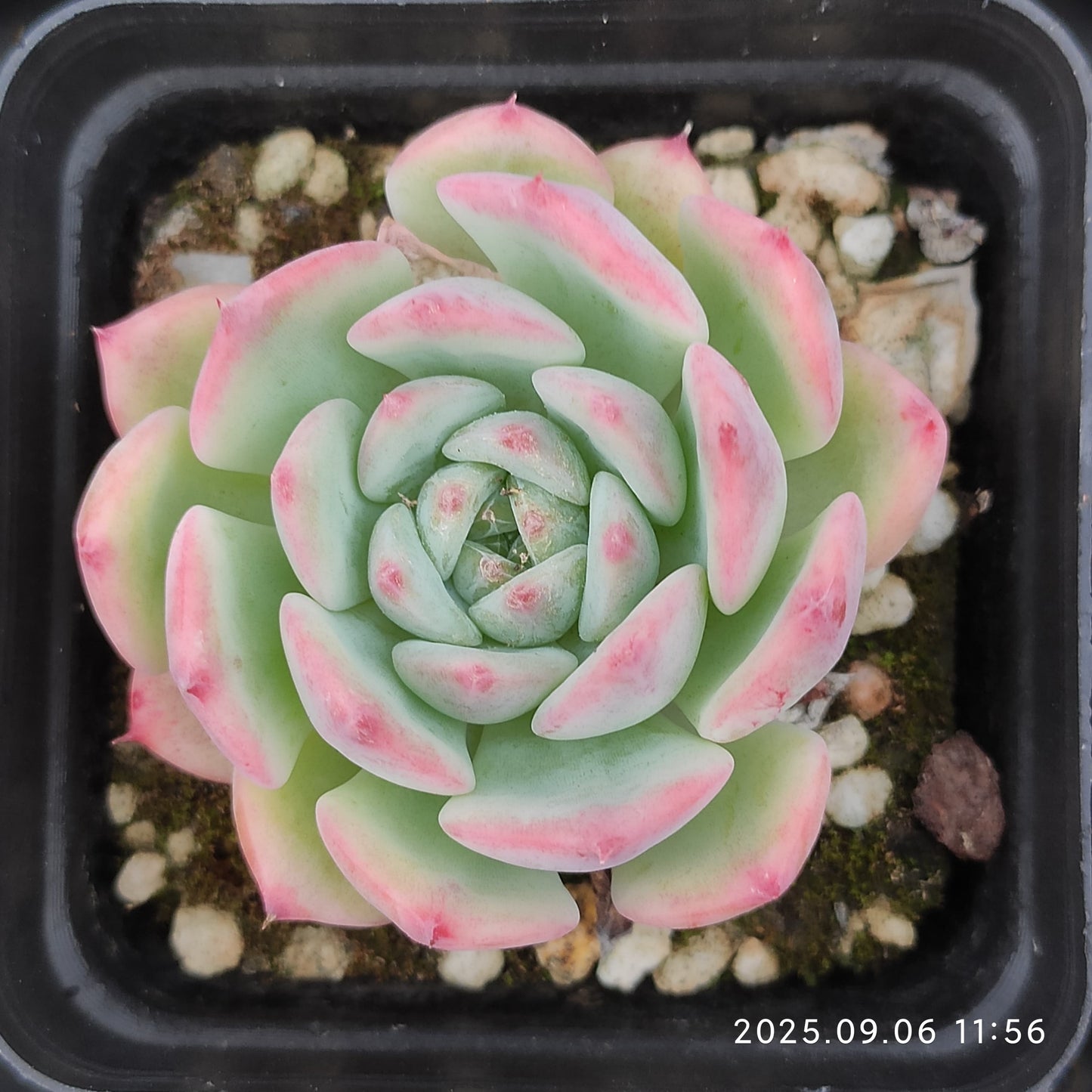 RC039 エケマリア(7cm pot)