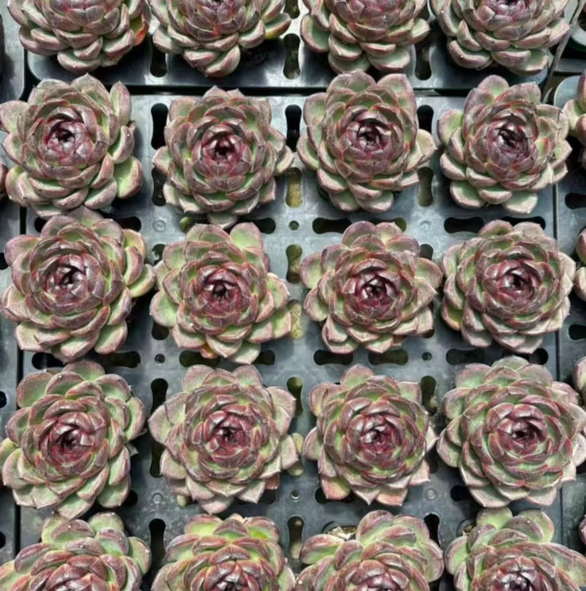 QNY151 ステュクス(10cm pot)