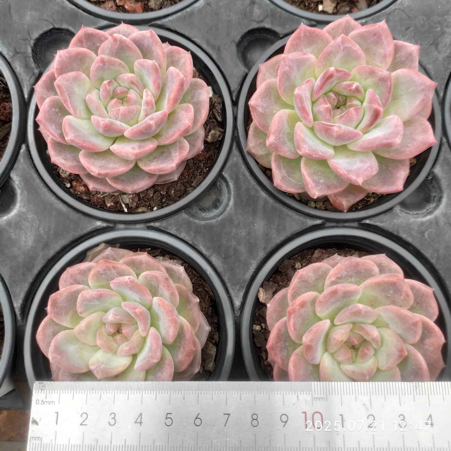 MMY1043 スノーハイビスカス(9cm pot)