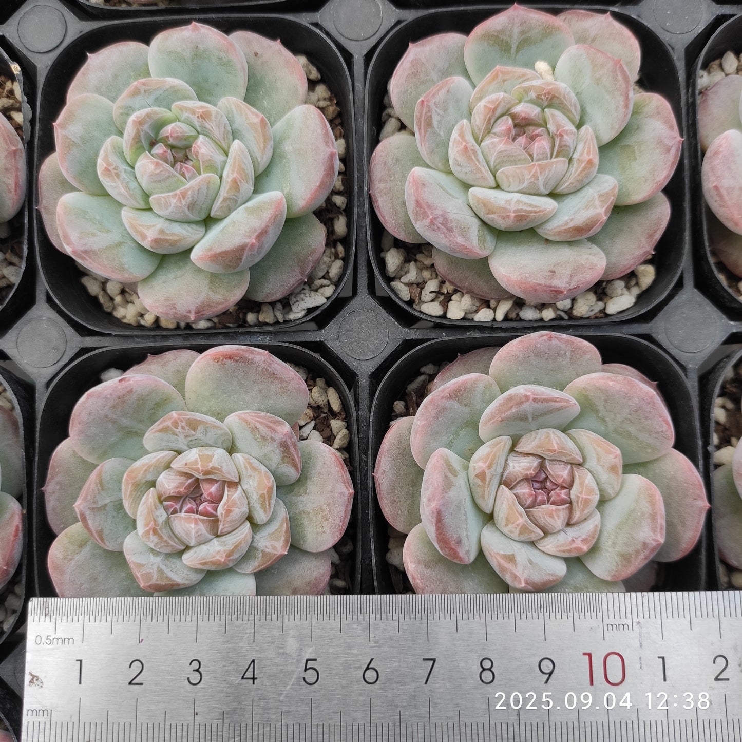 MMY967 キャンディハート2009(5.5cm pot)