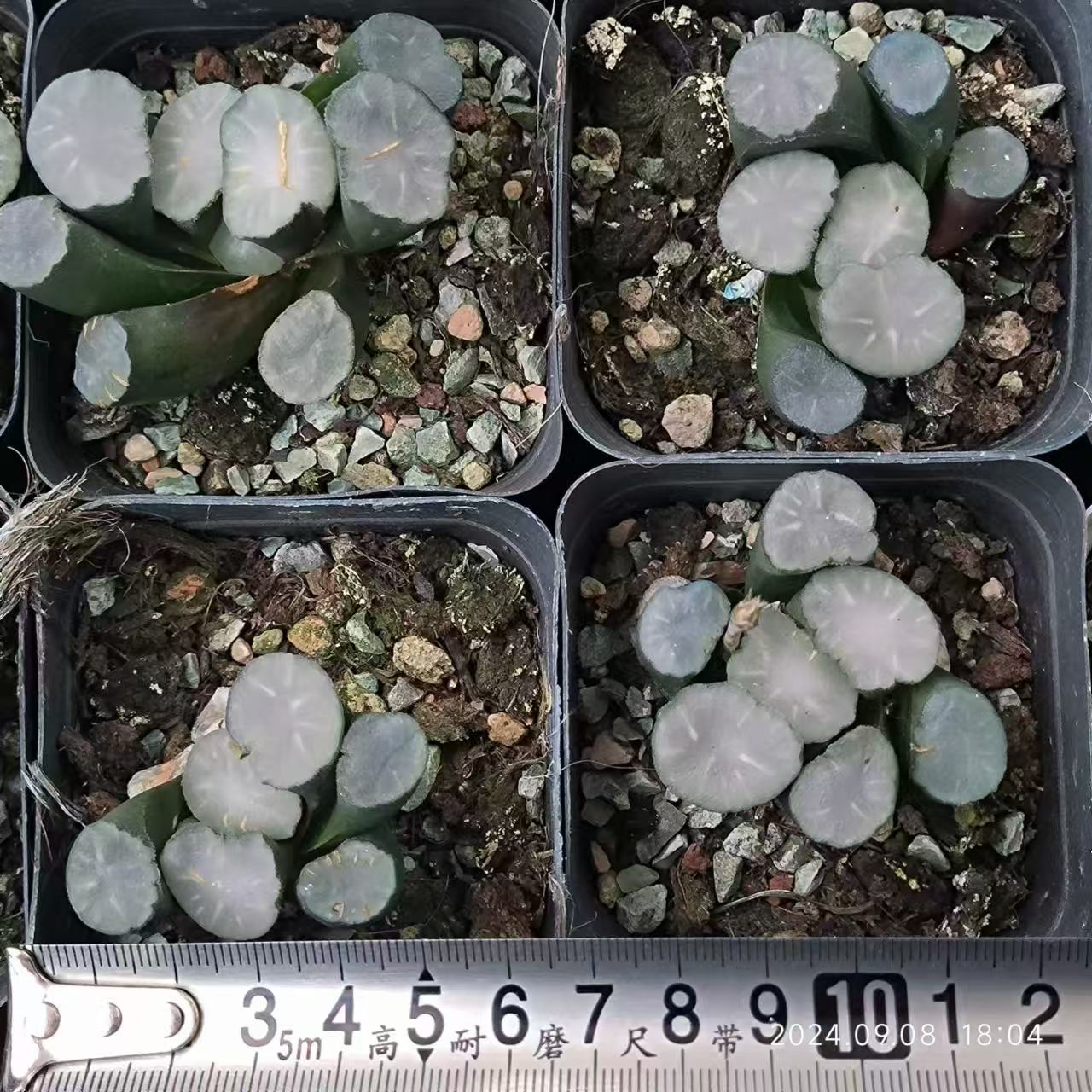 13197 白磁レンズ ハクジレンズ