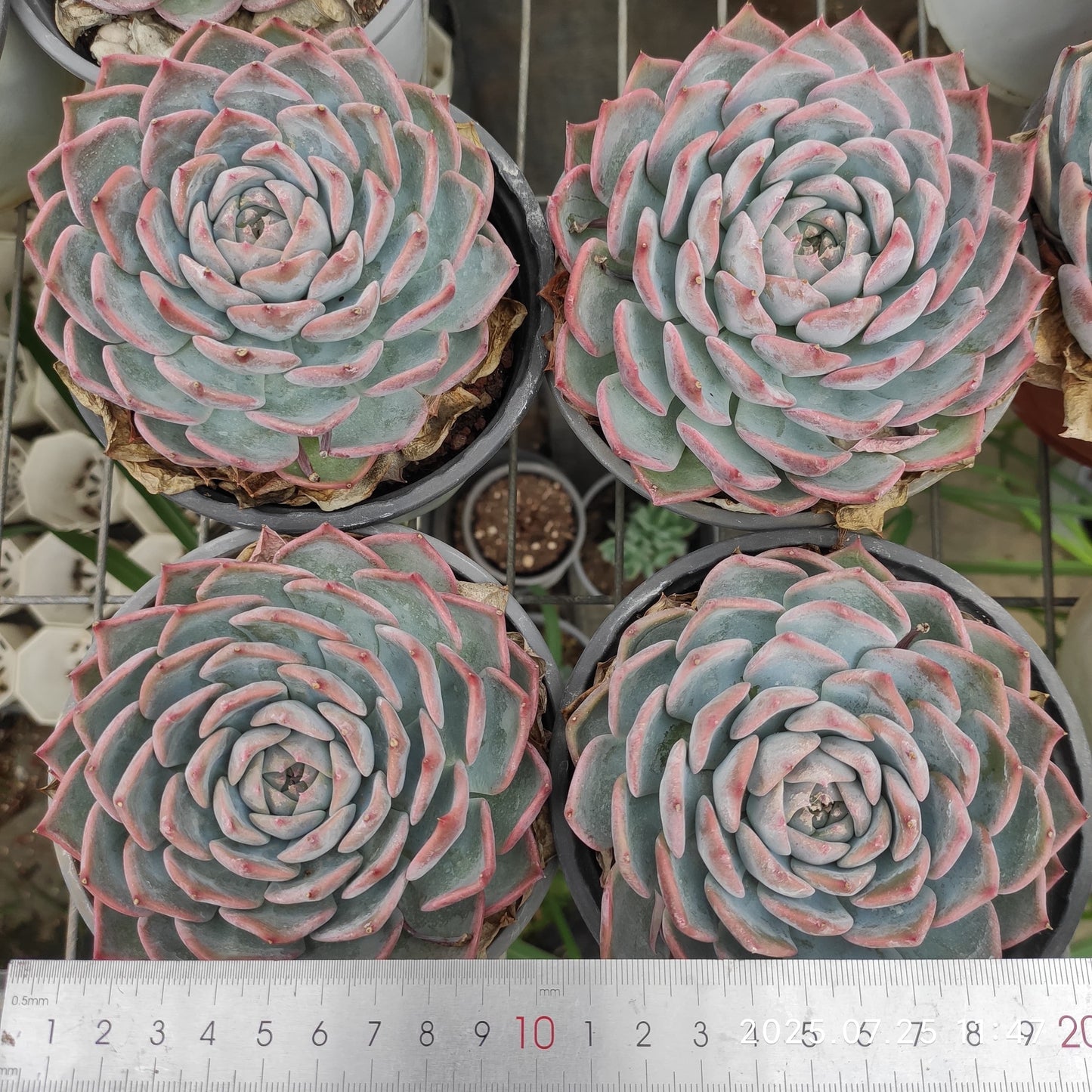 NGN288 パイレーツ/海賊(12cm pot)