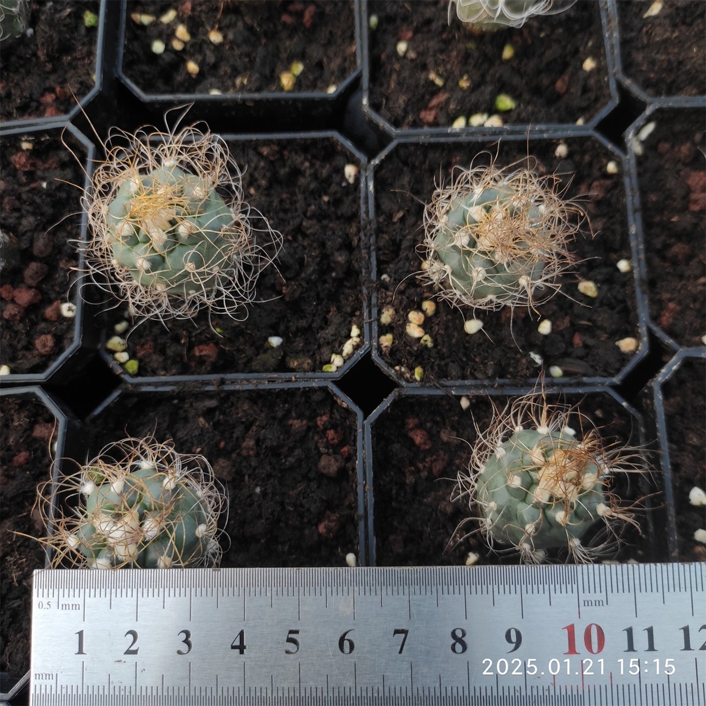 ZL060 長城丸(5cm pot)