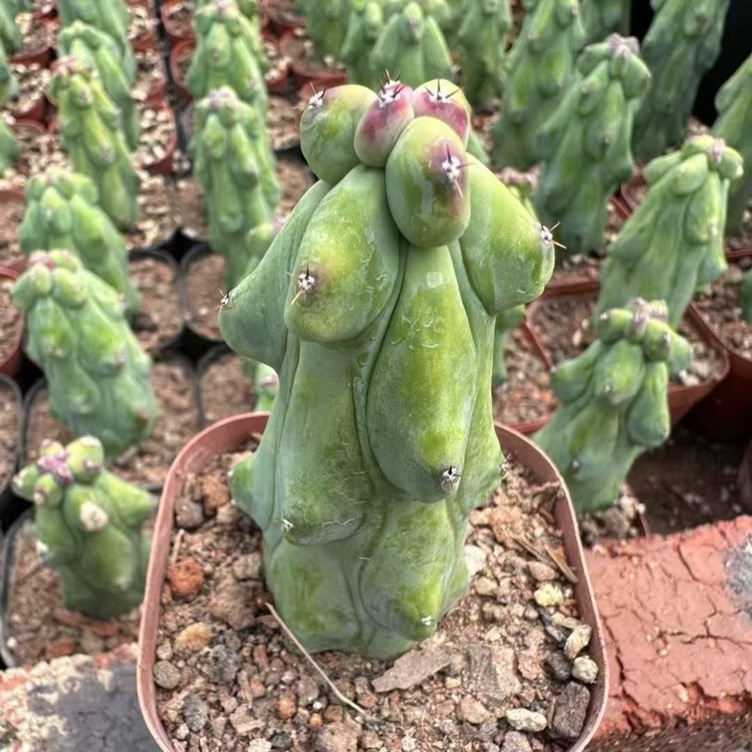 ZL552 福禄竜神木(7cm pot)