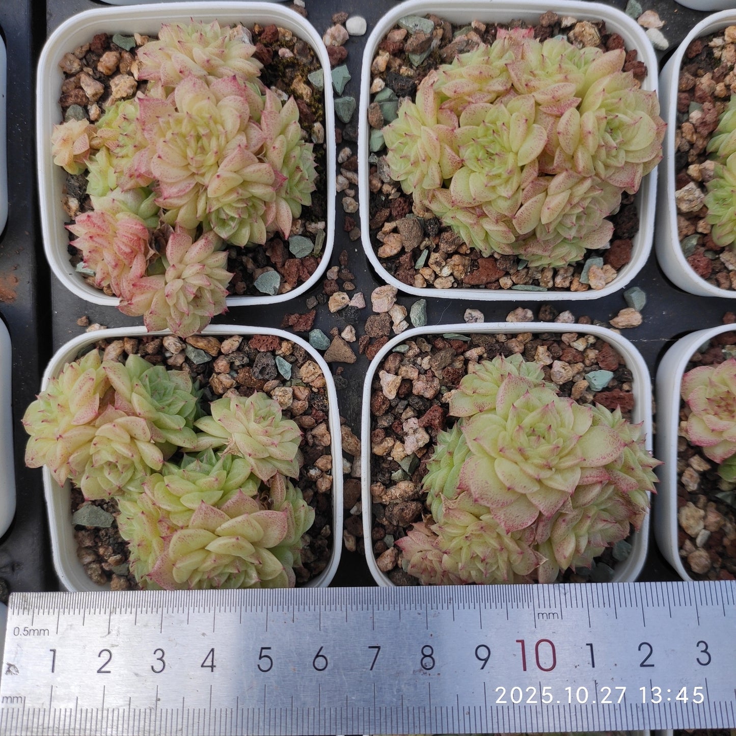 21773 マルガンHyb(7cm pot)