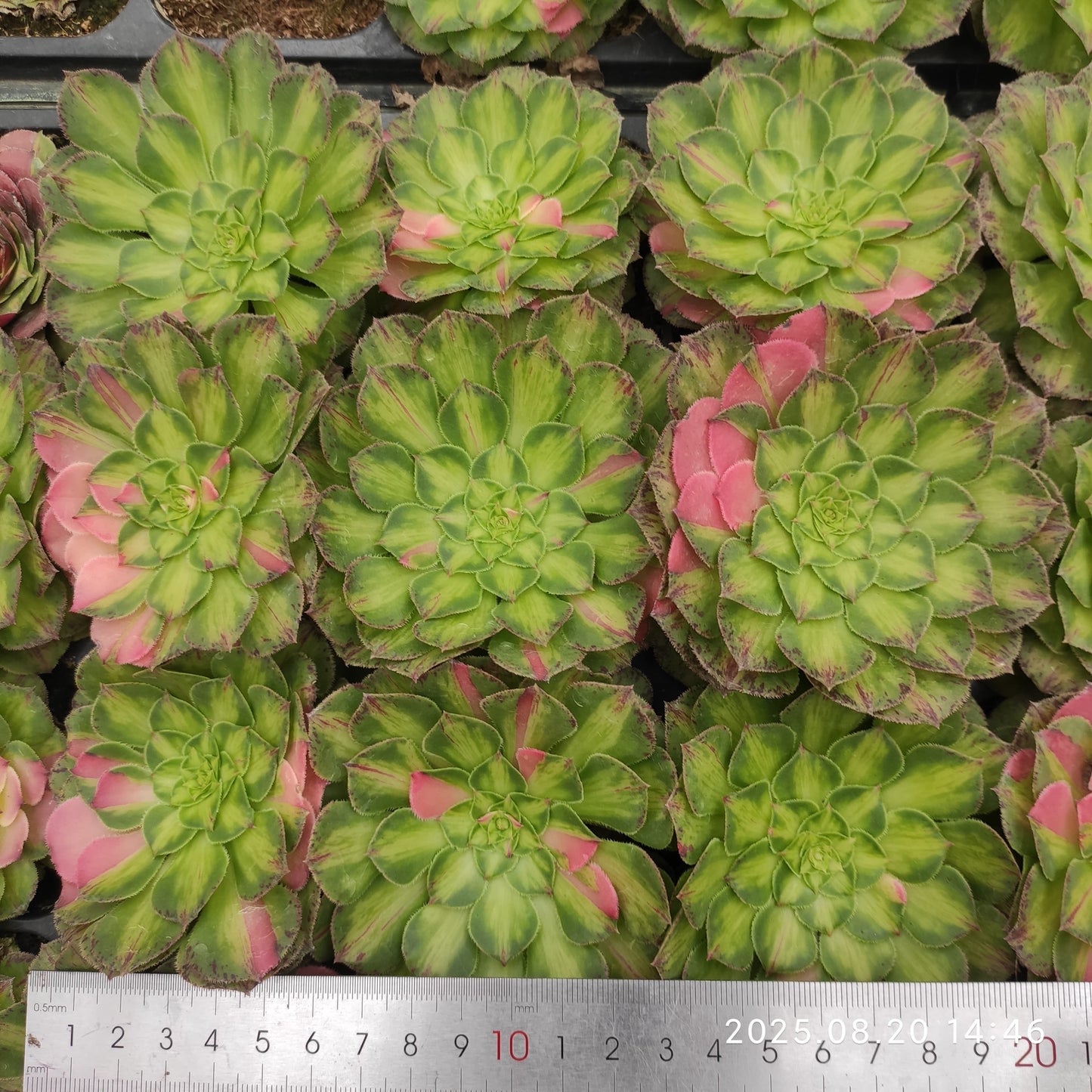 ON635 ノー(7cm pot)