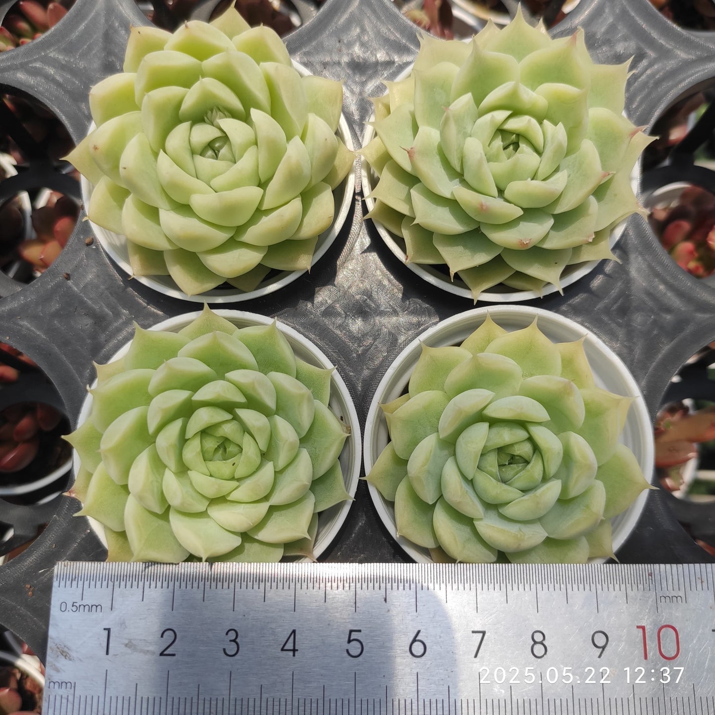 ZZA243 マルガンhyb (7cm pot)