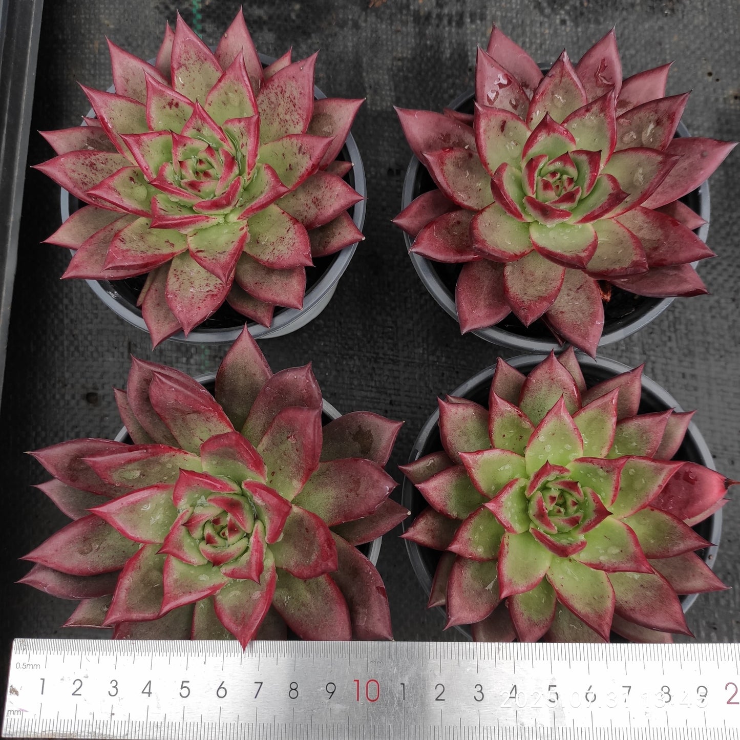 MMT853 ロカ(11cm pot)
