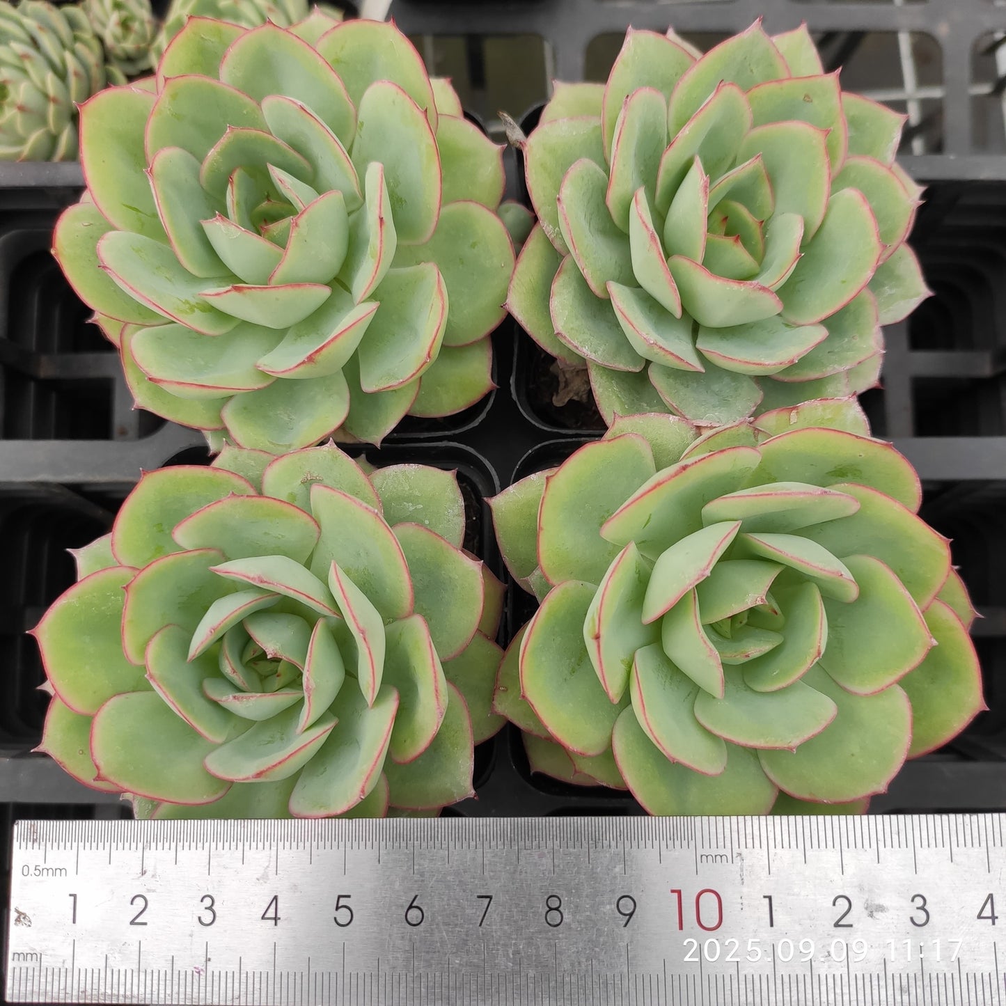 MMT273 パラメラ(7cm pot)
