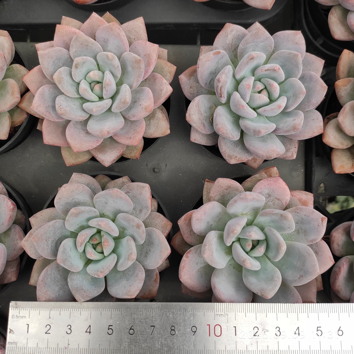 MMT783 OPアイスグリーン(9cm pot)