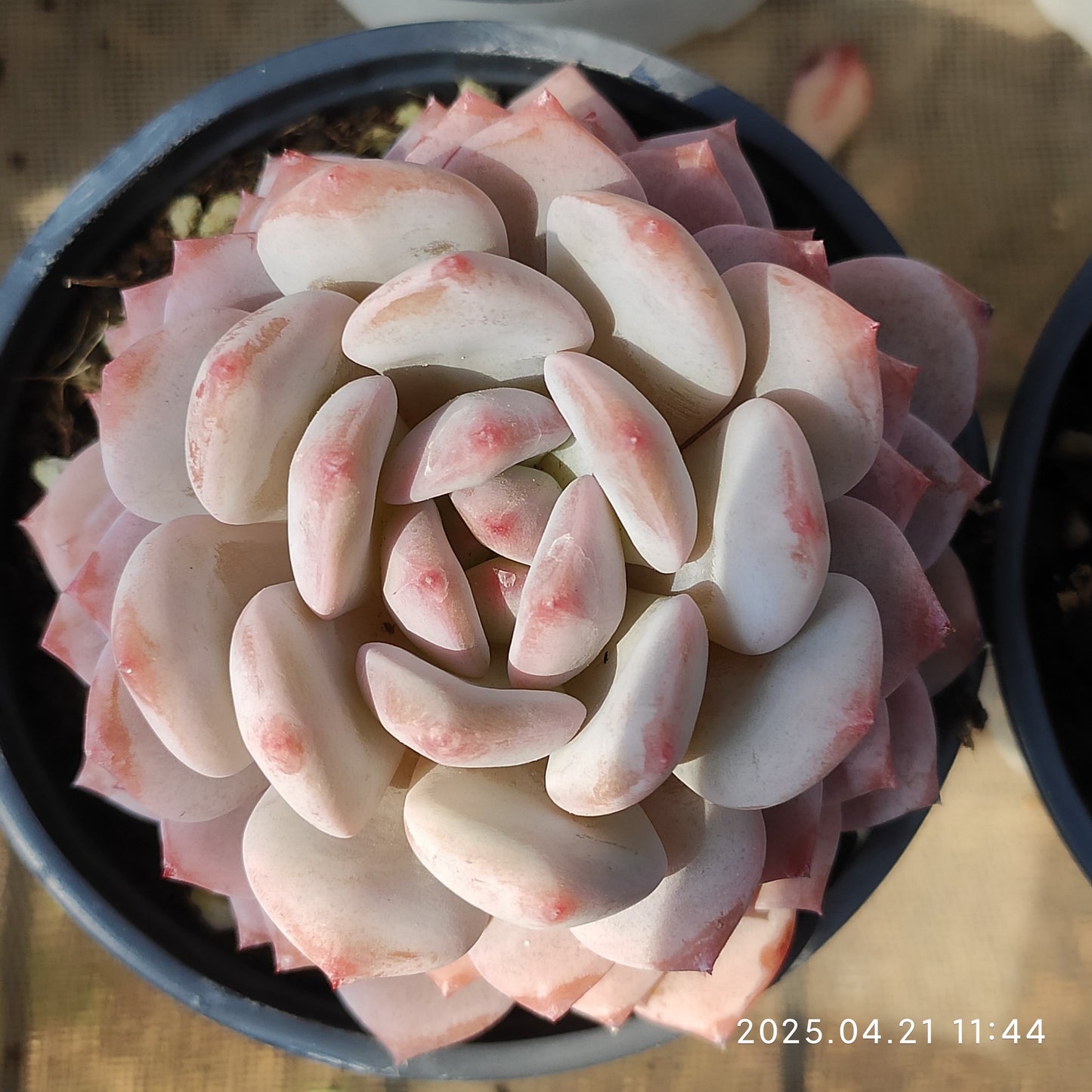 SKL303 ジェイドモンロー(9cm pot)