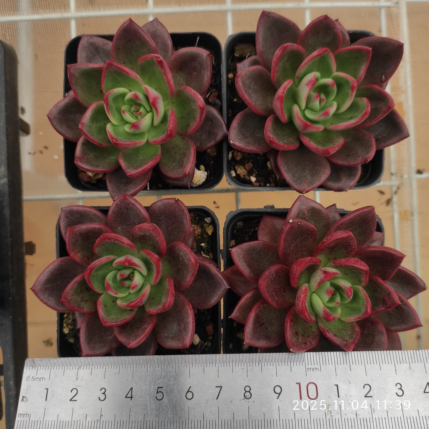22275 シャープト(7cm pot)