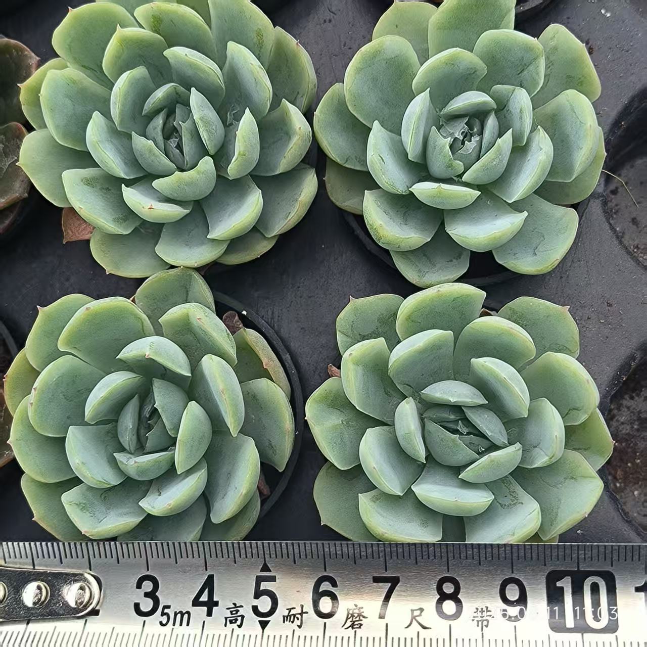 JC015 ベリー (5cm pot)