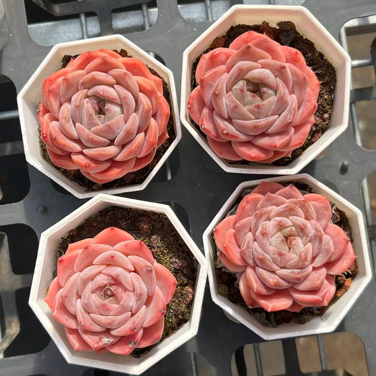 22823 ピンクモンロー