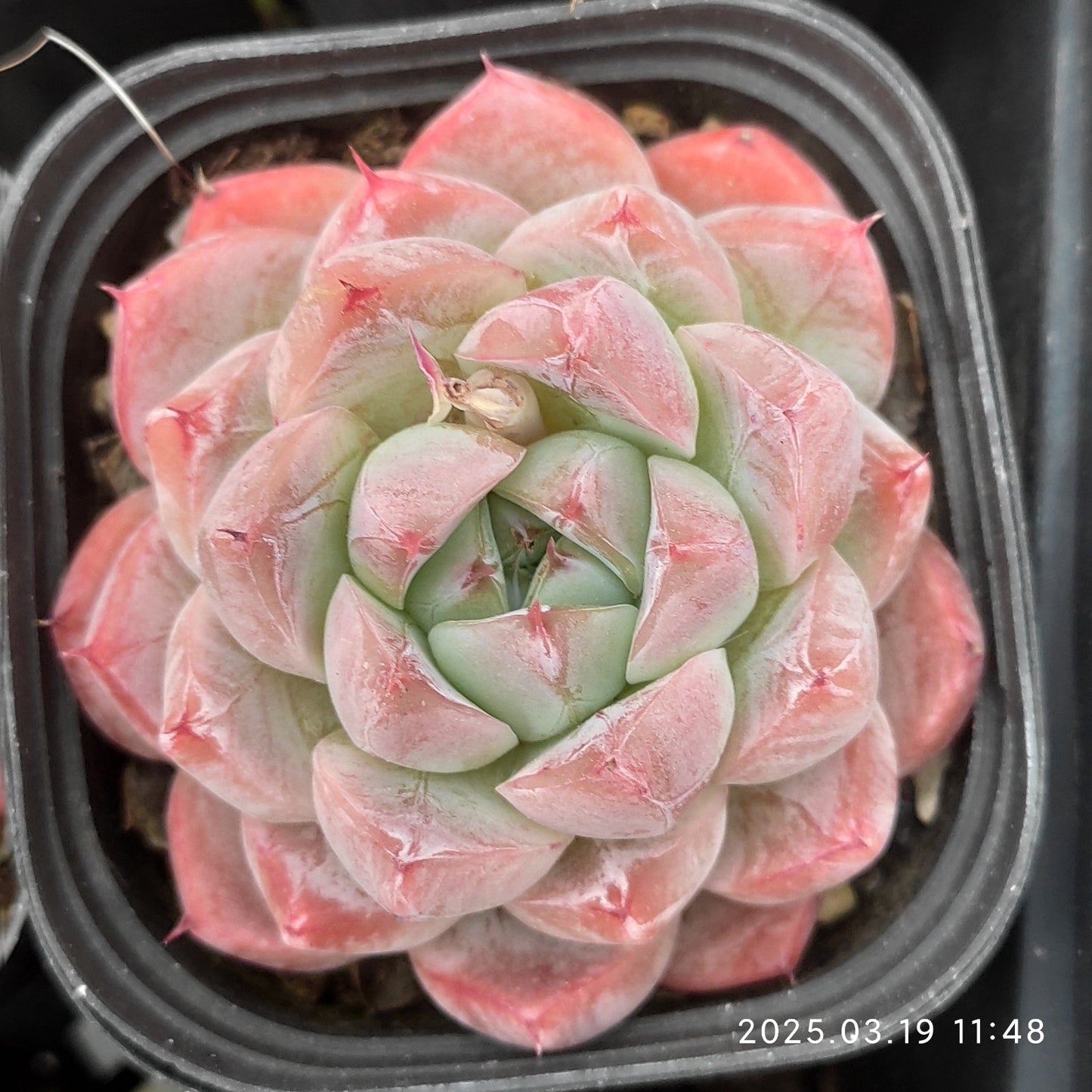QN360 アルバビューティー(6.5cm pot)