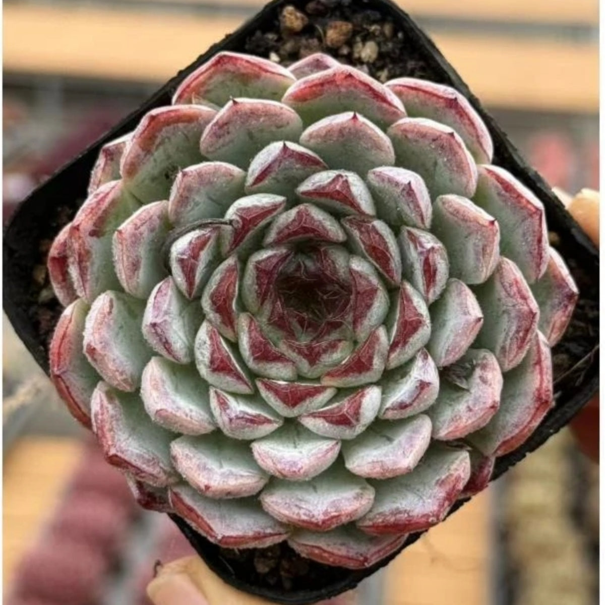 QNY139 サンフラワー マニュアル(7cm pot)