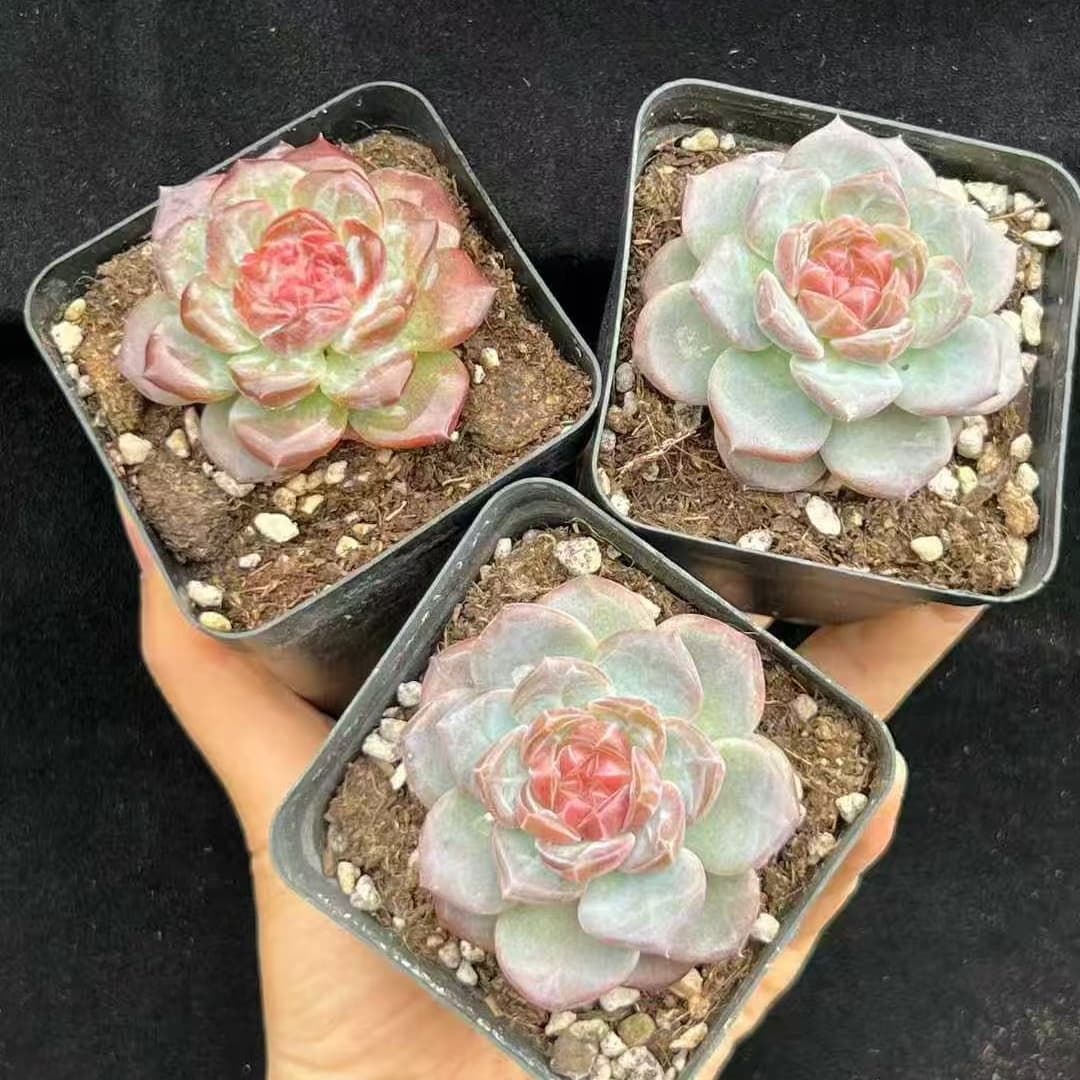 BL2017 クリスタル レイク(7cm pot)