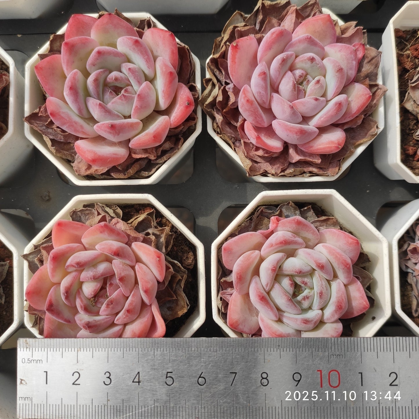 22587 ストローブレ アーモンドHyb(7cm pot)