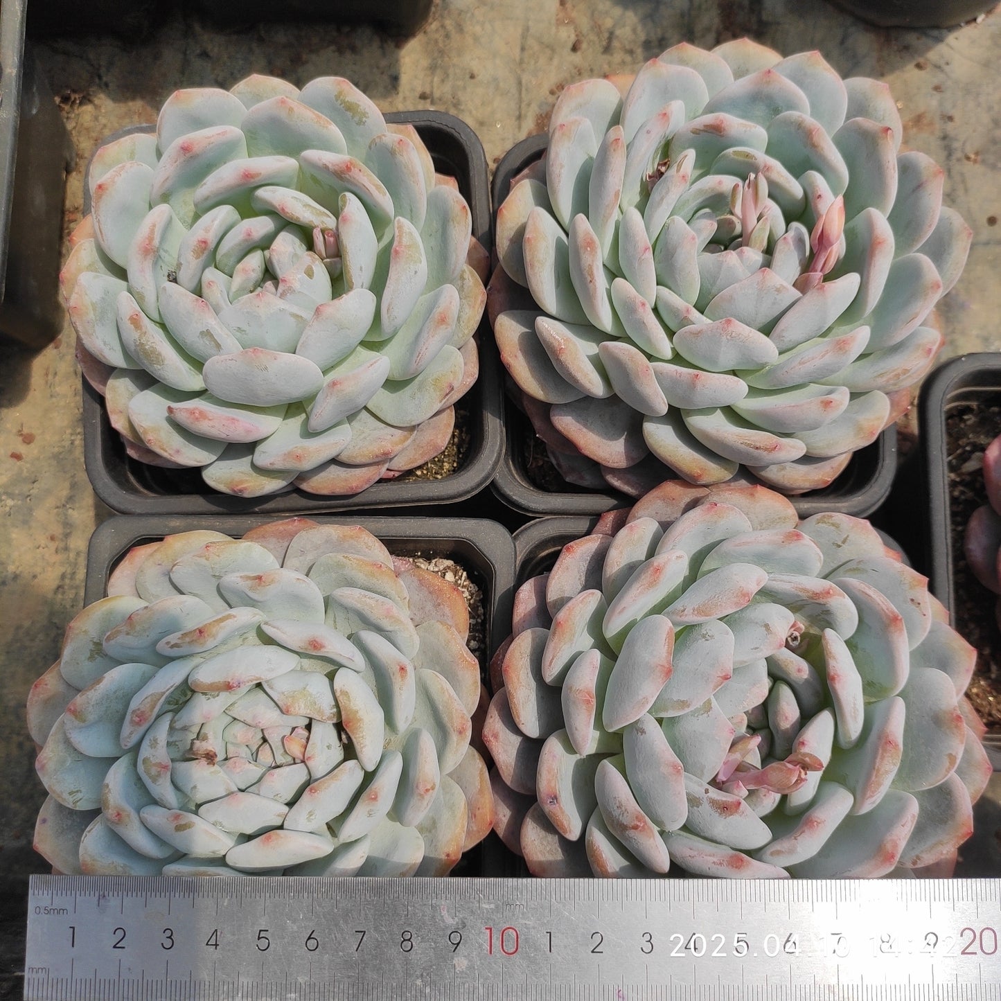 NGN270 モンロー(10cm pot)