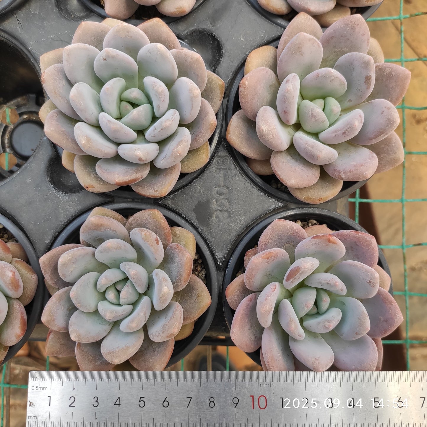 MMY1012 ロレル (9cm pot)