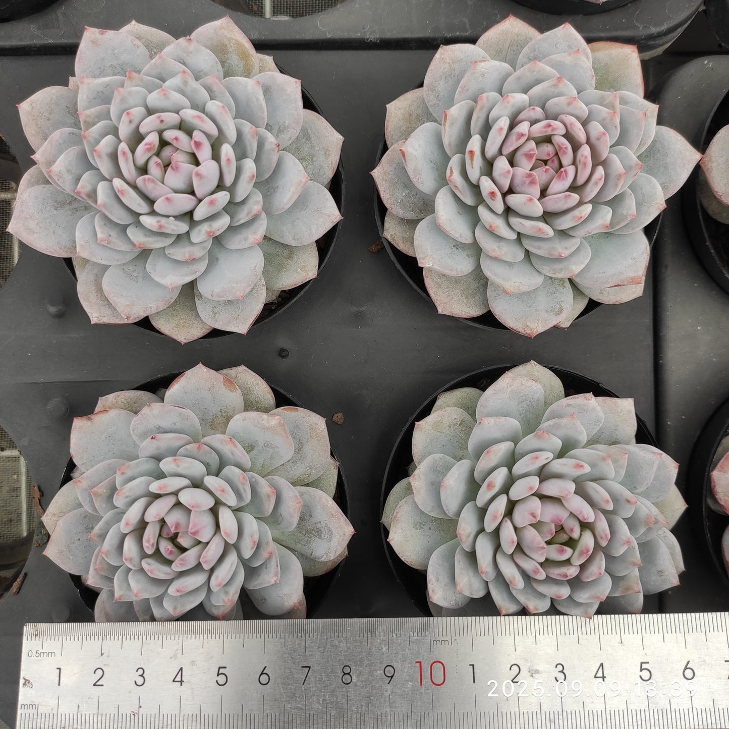 MMT777 スター モンロー(9 cm pot)