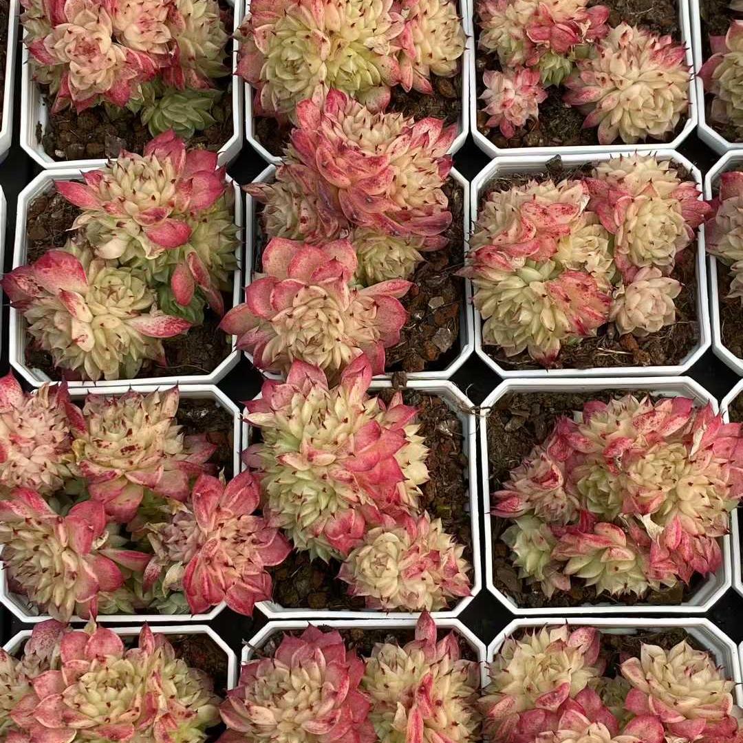 25389 レッド スウォン