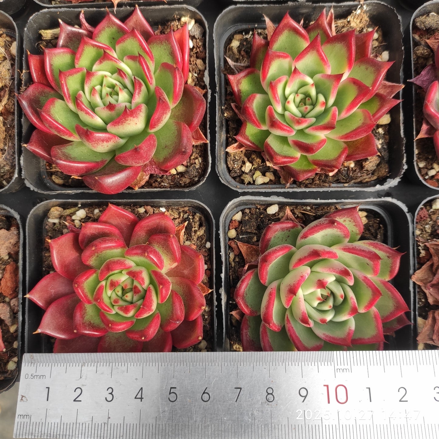 22177 セアラーハイムHyb(7cm pot)