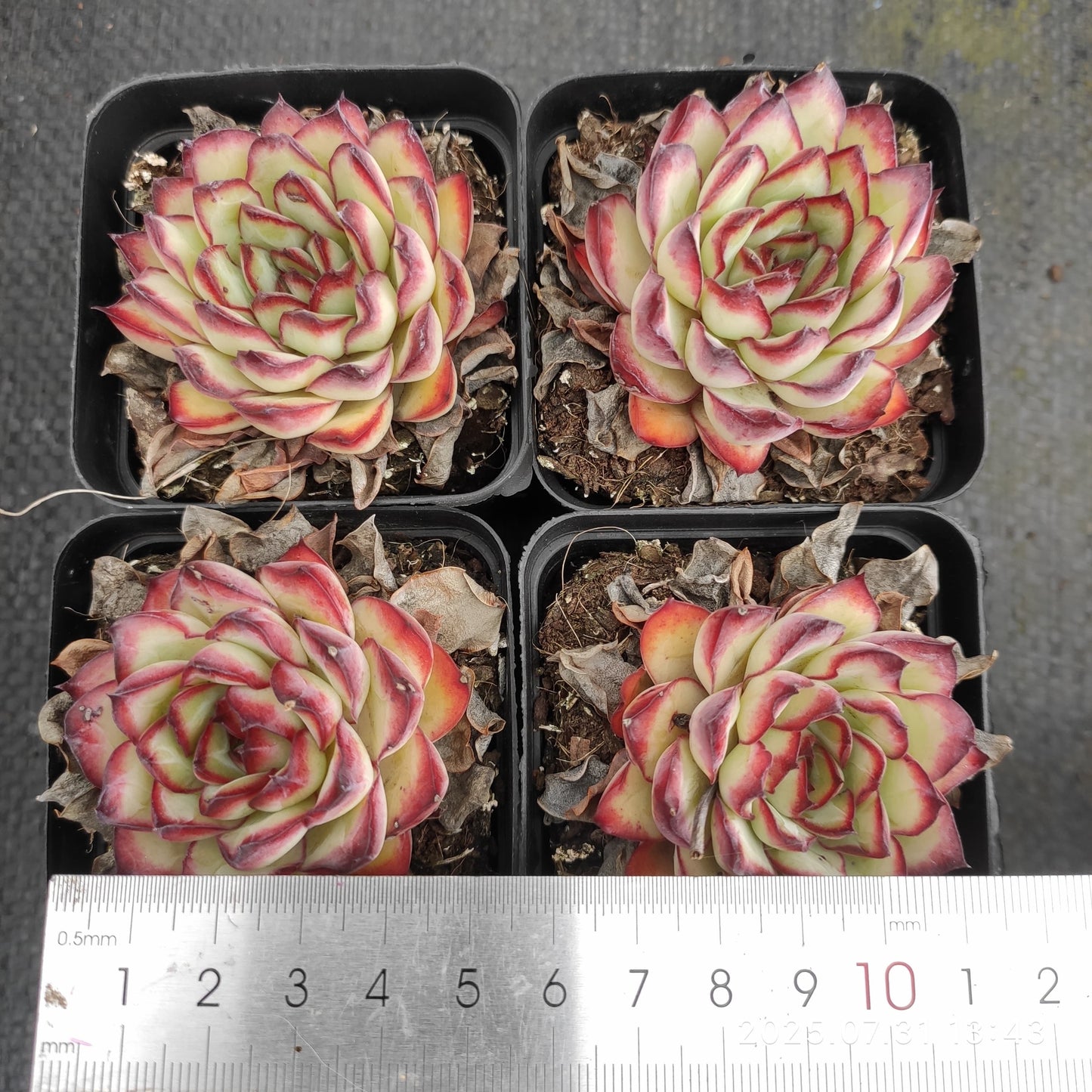 MMT722 メキシコプリドニス (7cm pot)