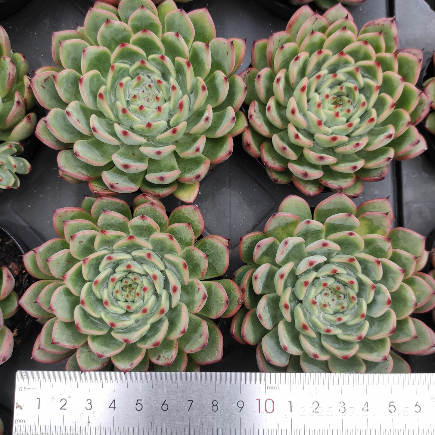 MMT844 スプリング(9cm pot)