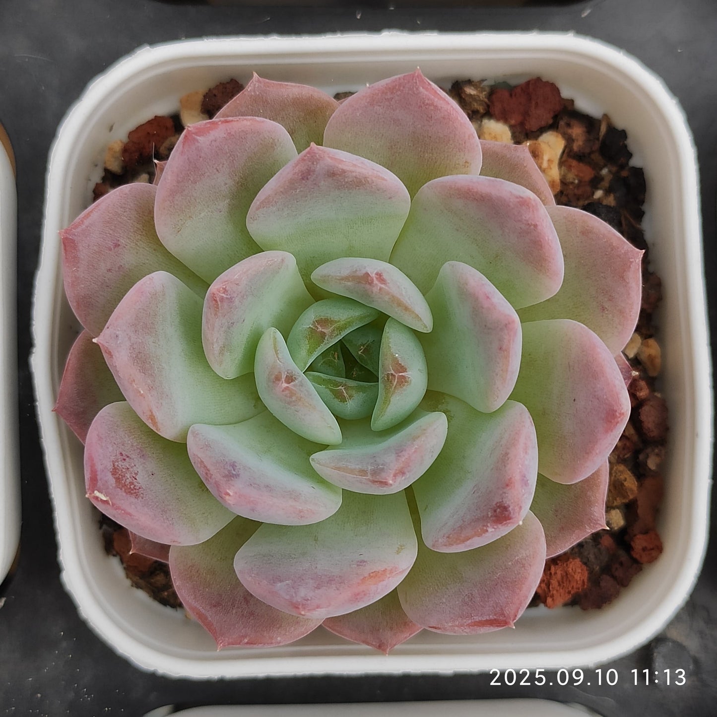 HG066 アメイジング グレース x クリスタル(7cm pot)