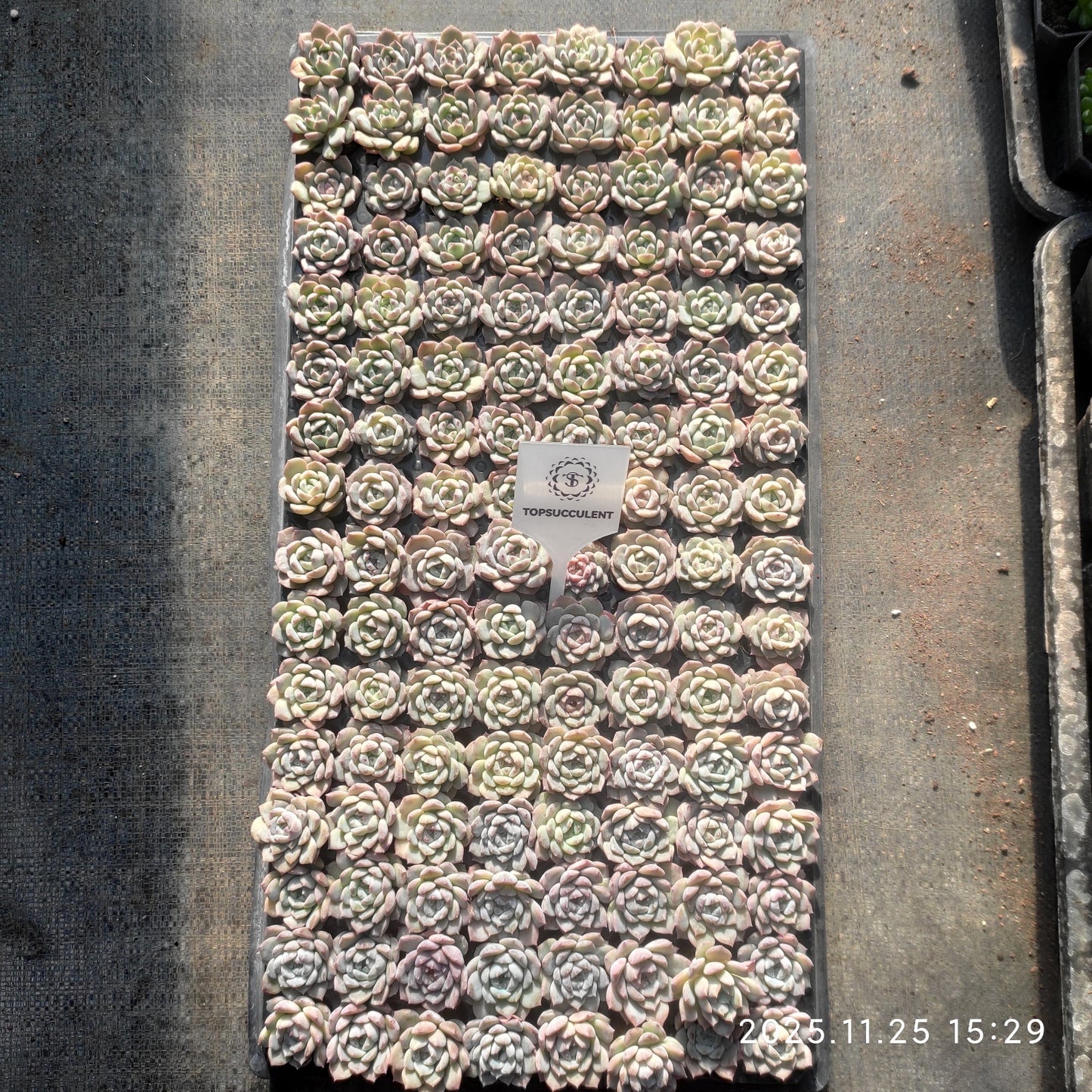 220561 ブルーバードhyb(3cm pot)(ポット苗)