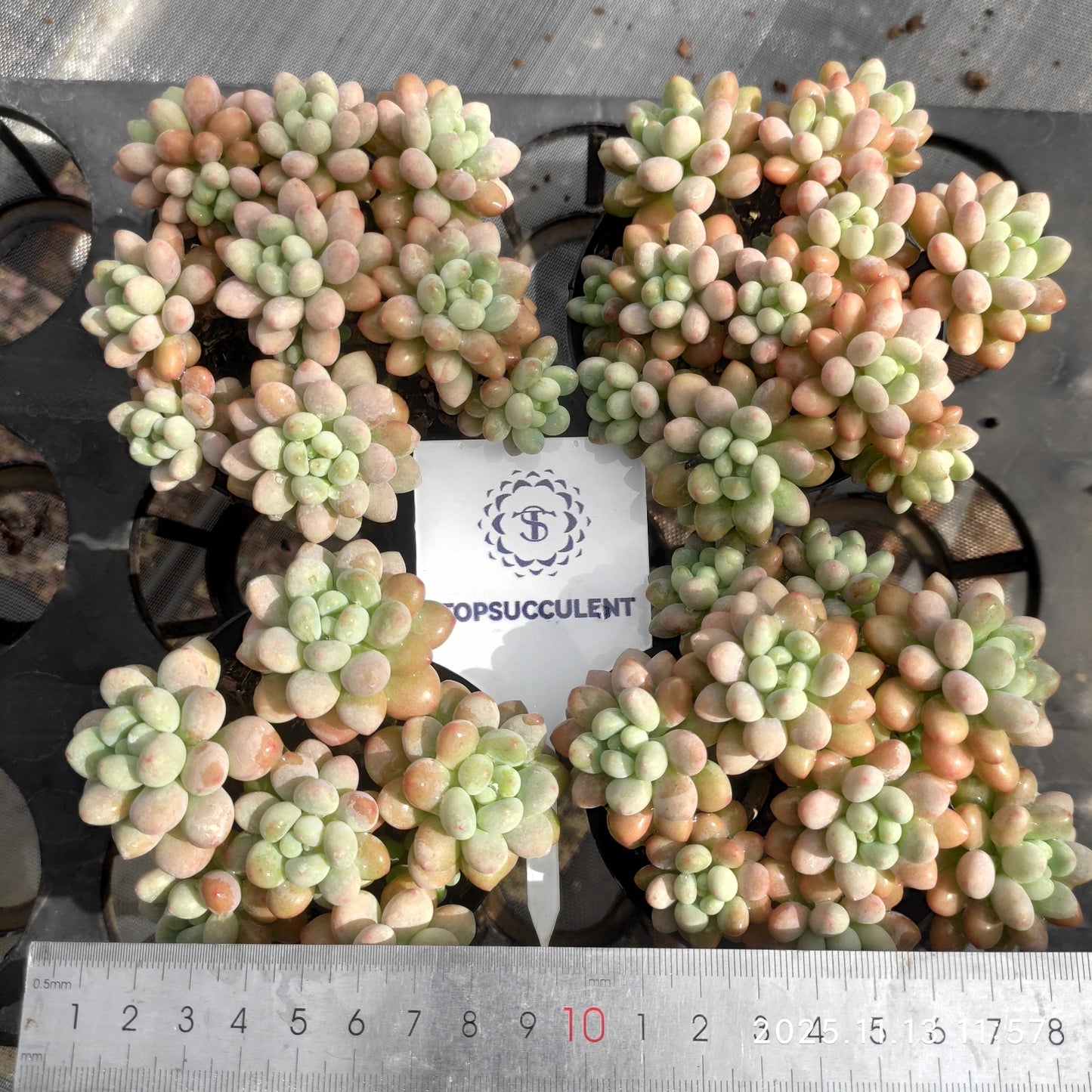 21109 キャビア(9cm pot)