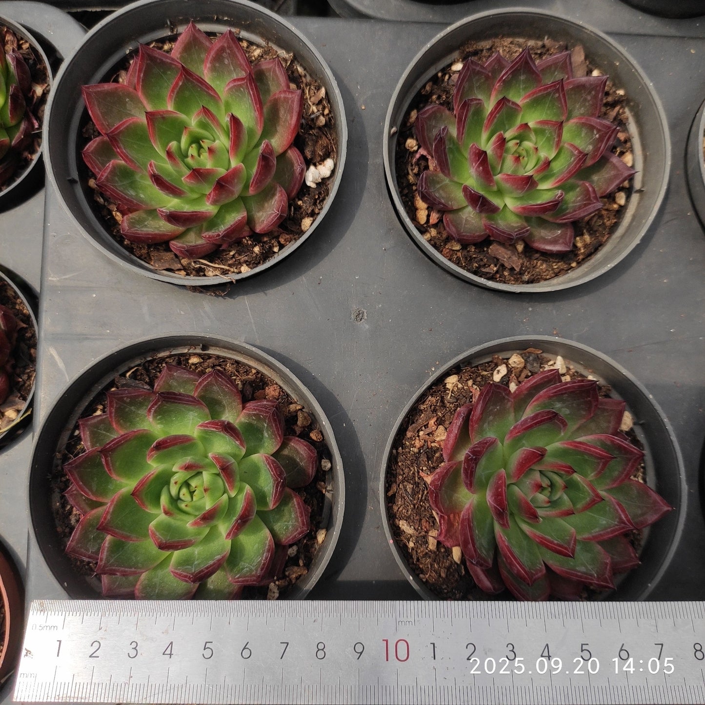 XY363 ラフィアHyb(7cm pot)