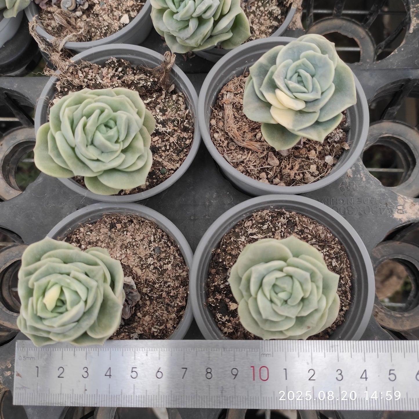 ON442 ラブリーローズ錦(7cm pot)