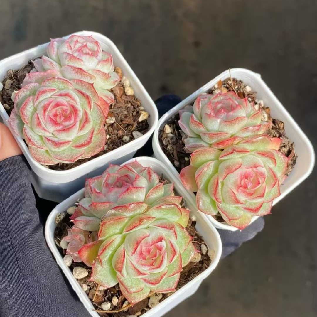 22553 ピンク クィーンHyb(7cm pot)