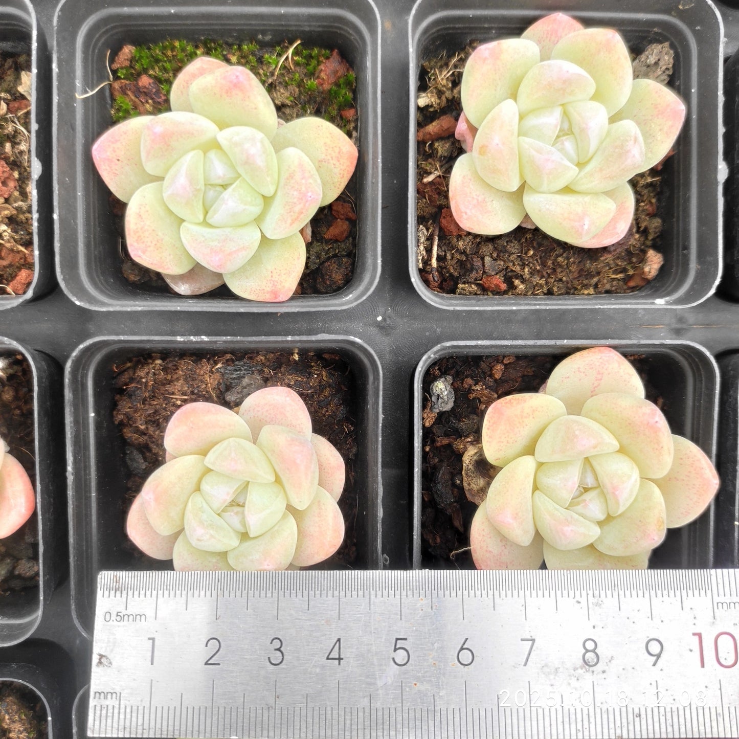 YBB280 アイスグリーン(5.5cm pot)