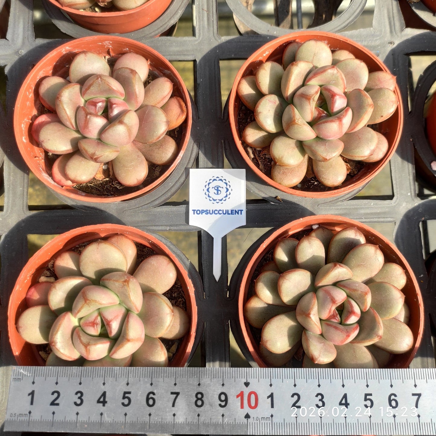 14529 アメトルム