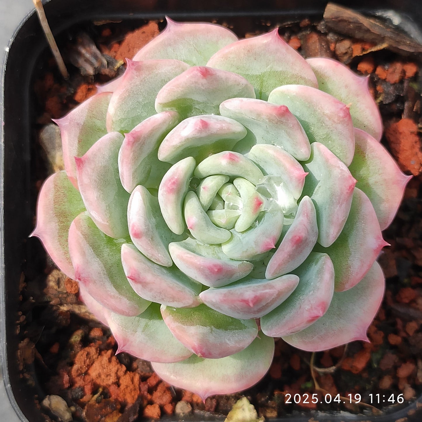 ZZA330 AK マリア(50cm pot)