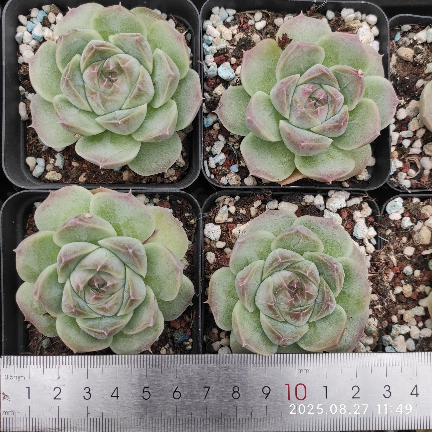 XQ1422 アイス スピリットHyb(7cm pot)