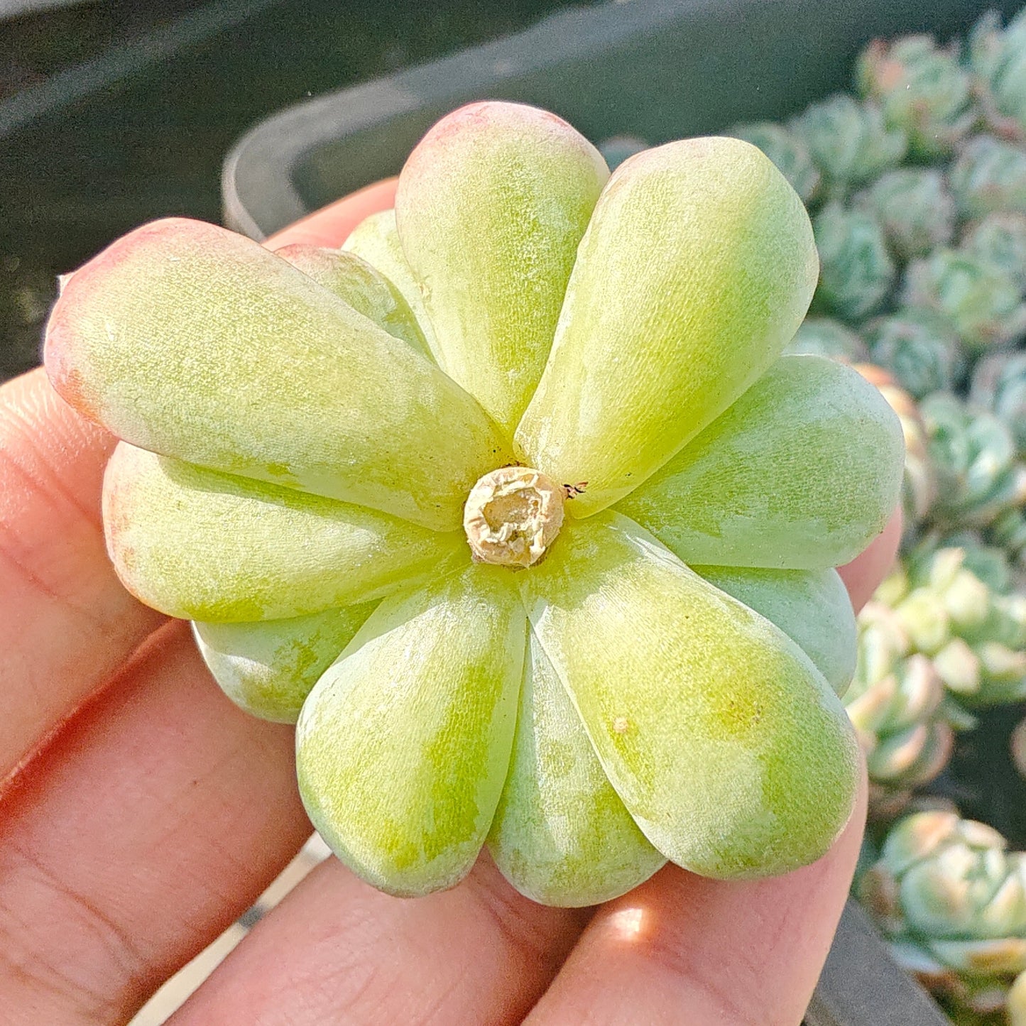 220750 ベリー(カット苗)