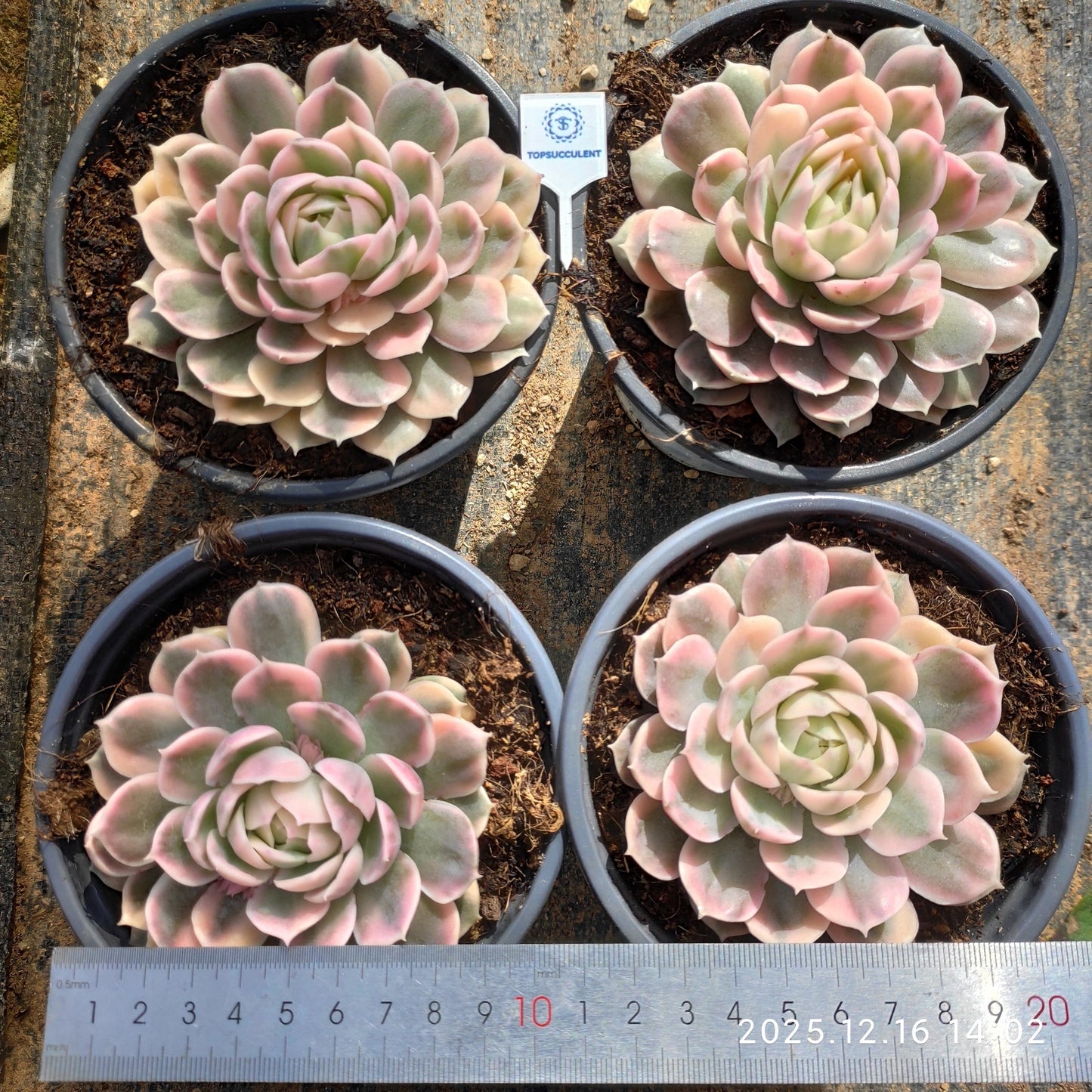 20167 オンスロー錦(12cm pot)