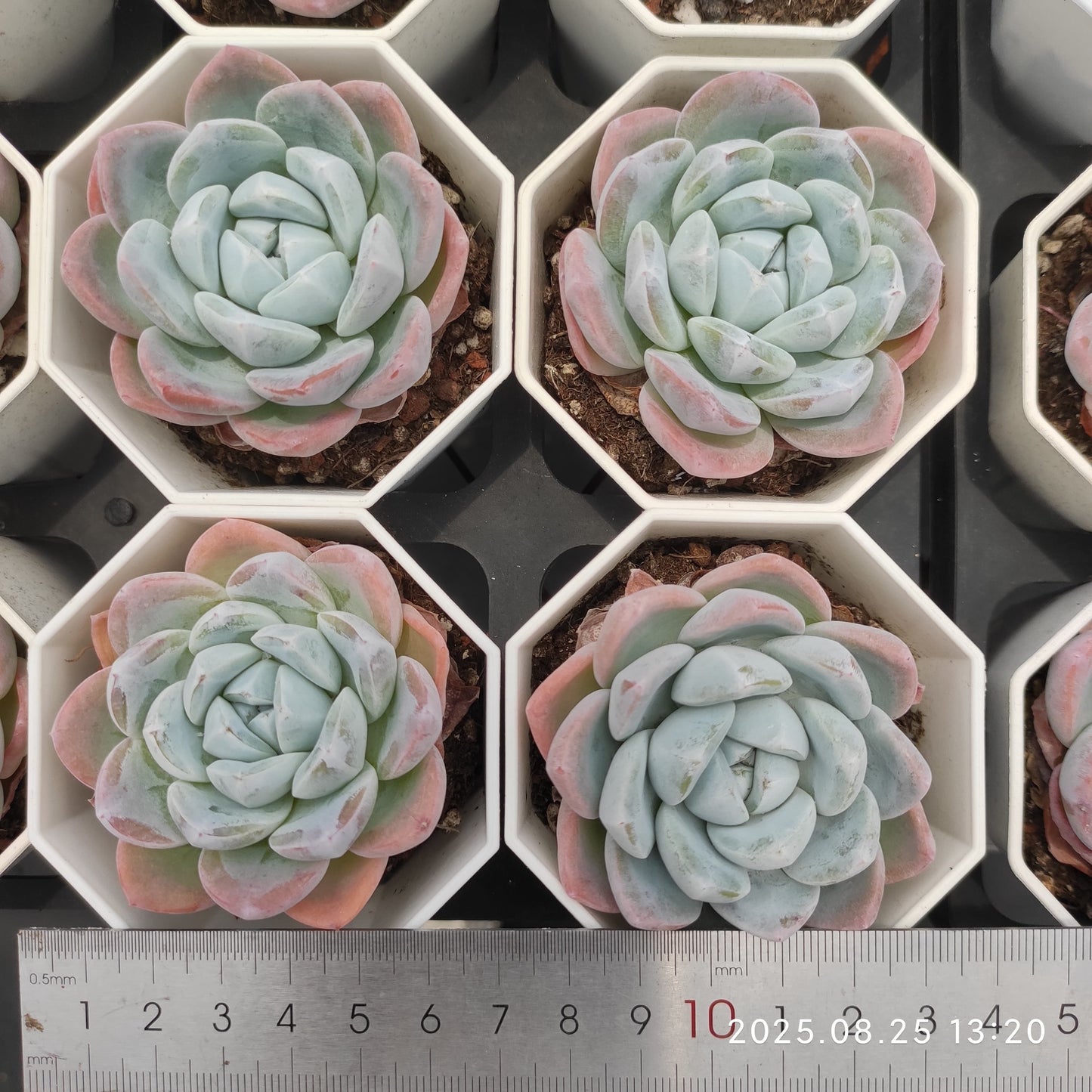 WWA396 アイスグリーン Hyb(7cm pot)