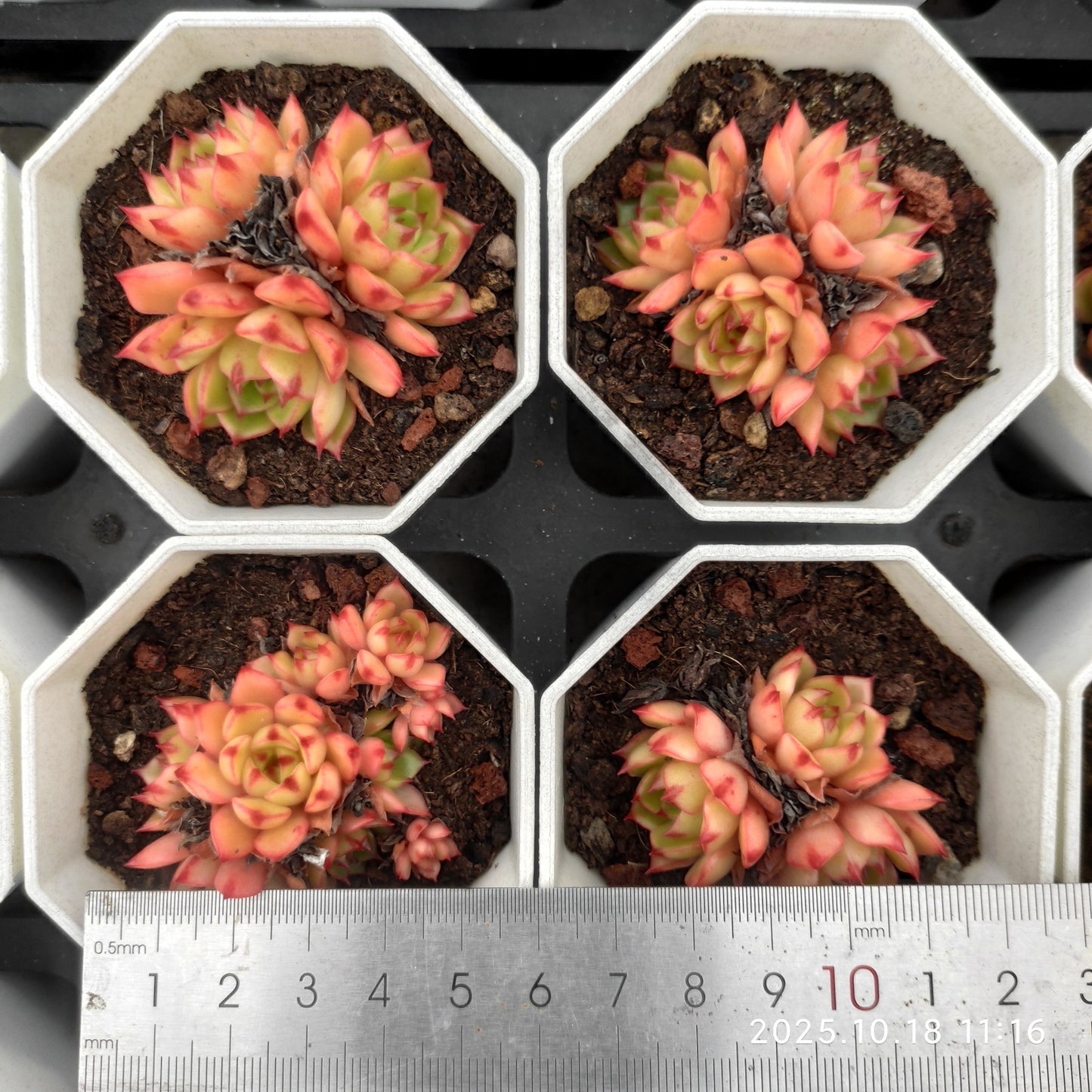 21573 マジック ファイアー(7cm pot)