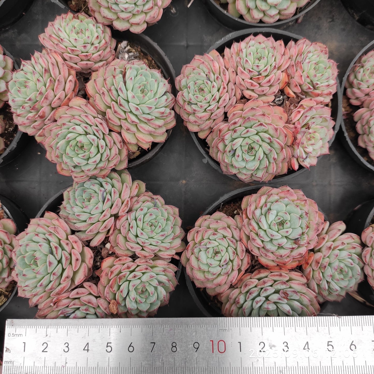 RC167 ワイト ミニマー(9cm pot)