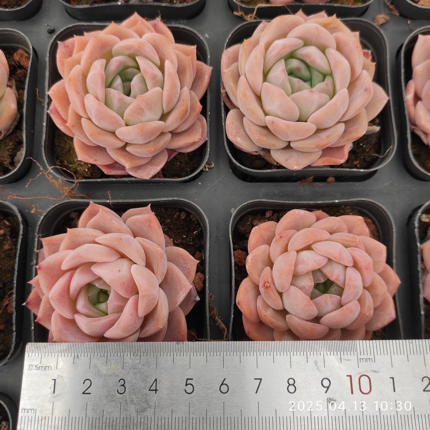 LMM391 レッド ベルベット Hyb(6.5 cm pot)