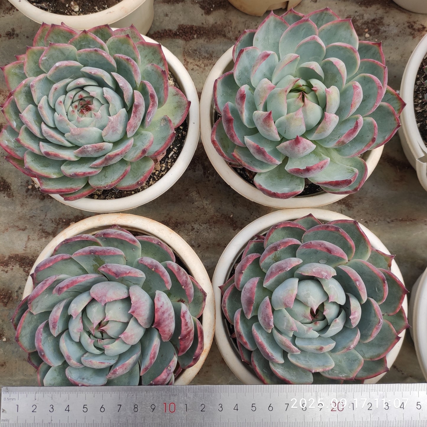 NGN792 カシオ(15cm pot)