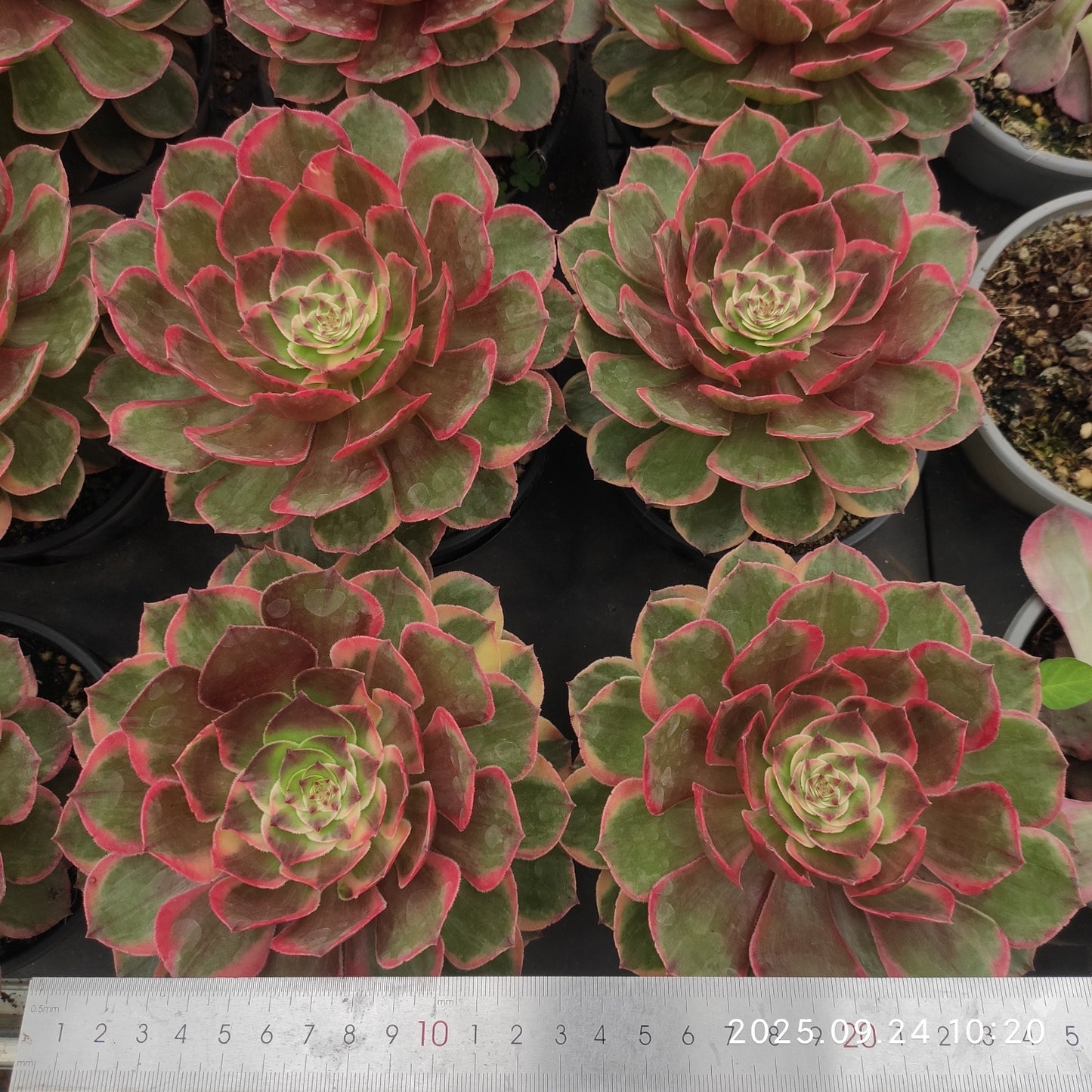 ON402 バンクェット(12cm pot)