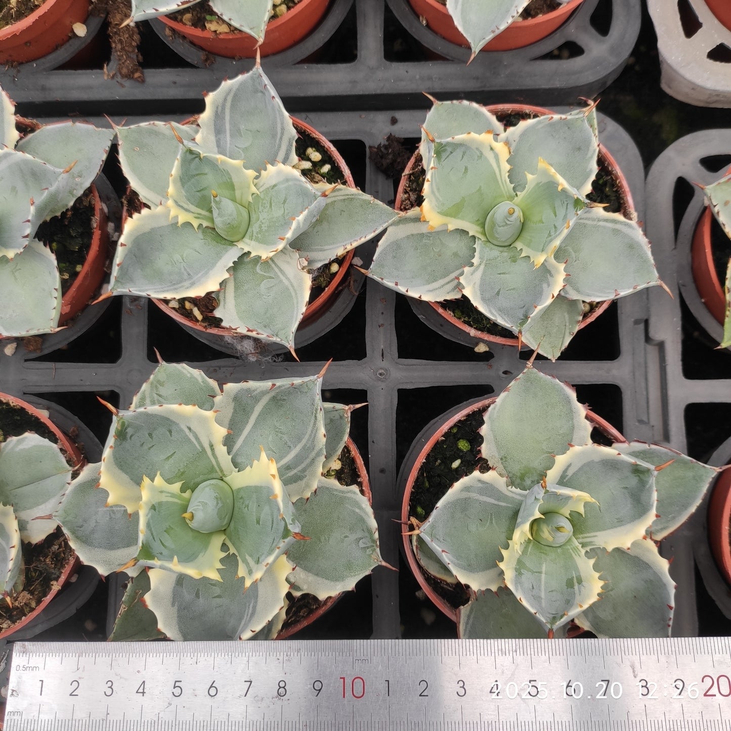 ZXX419 王妃甲蟹覆輪(9cm pot)